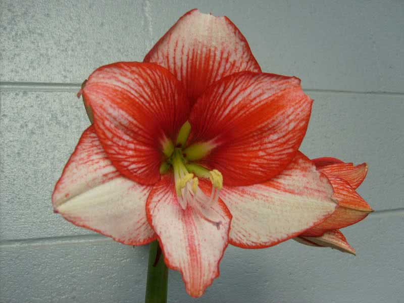 Hippeastrum hybridum / híbrido hippeastrum Hippeastrum hybridum / híbrido hippeastrum