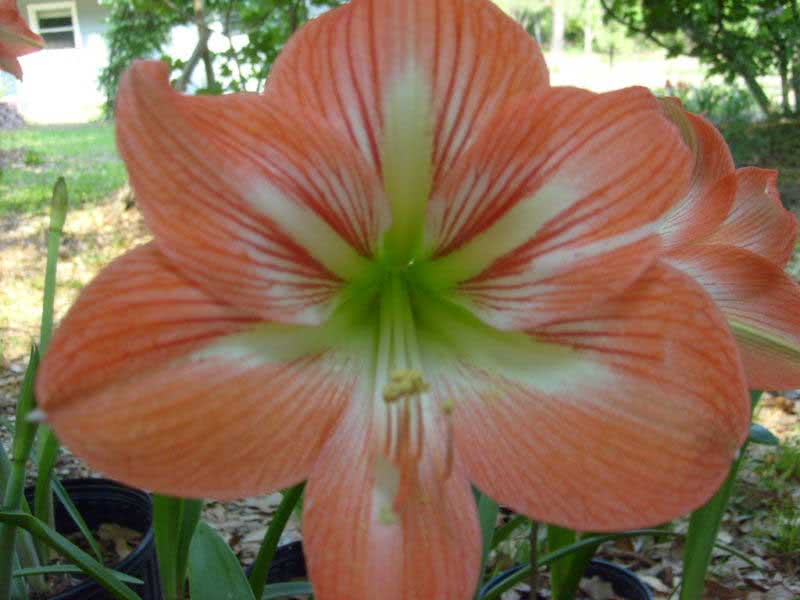 Hippeastrum hybridum / híbrido hippeastrum Hippeastrum hybridum / híbrido hippeastrum