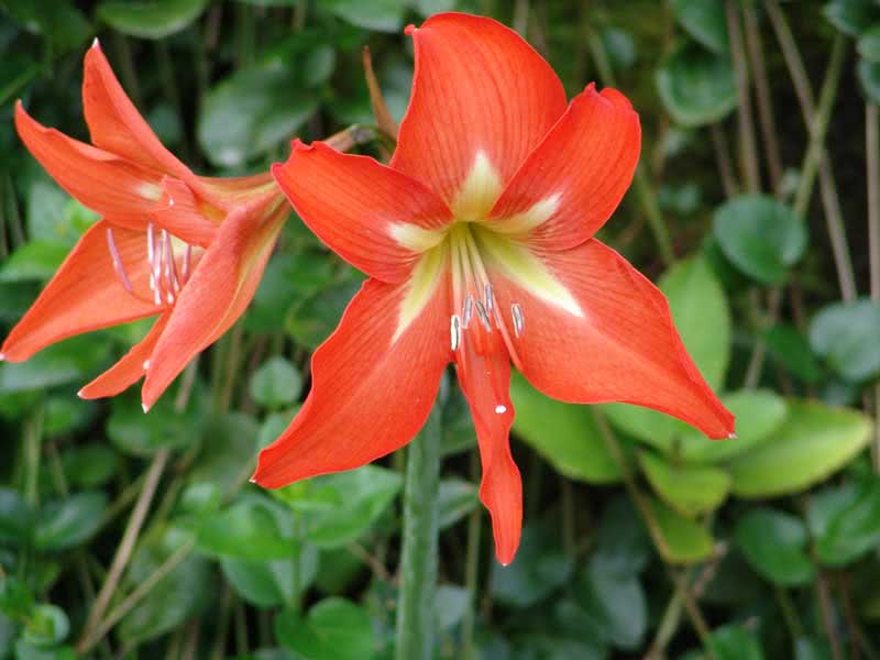 Hippeastrum reginae / hippeastrum real Hippeastrum reginae / hippeastrum real