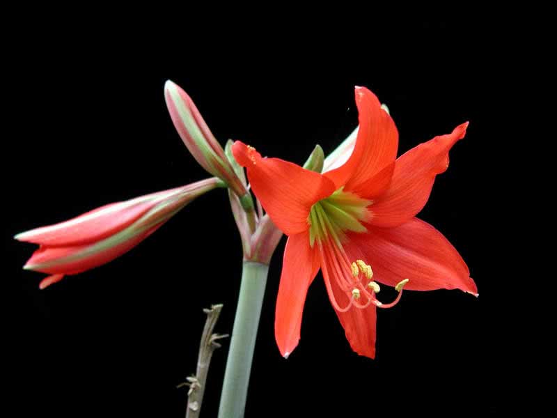 Hippeastrum reginae / hippeastrum real Hippeastrum reginae / hippeastrum real