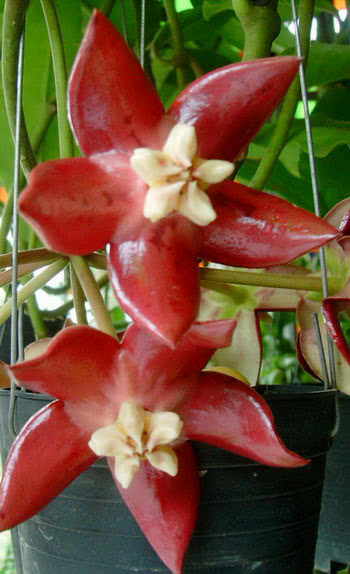 Hoya imperialis / hoya majestic הויה אימפריאליס / הויה מלכותית