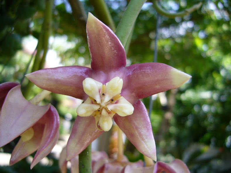 Hoya imperialis / hoya majestic הויה אימפריאליס / הויה מלכותית