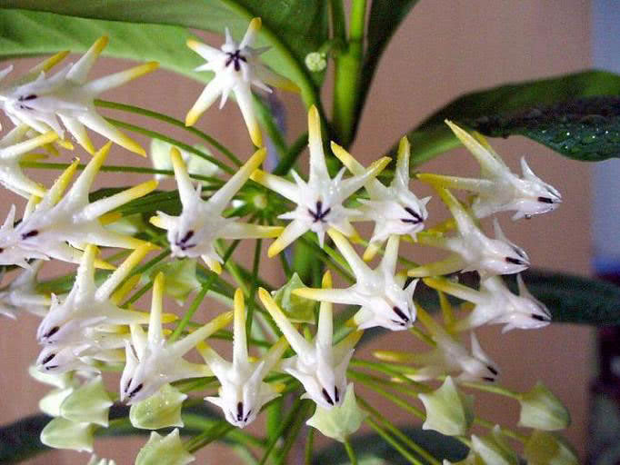Hoya multiflora / Hoya multiflora Hoya multiflora / Hoya multiflora