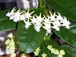 Hoya