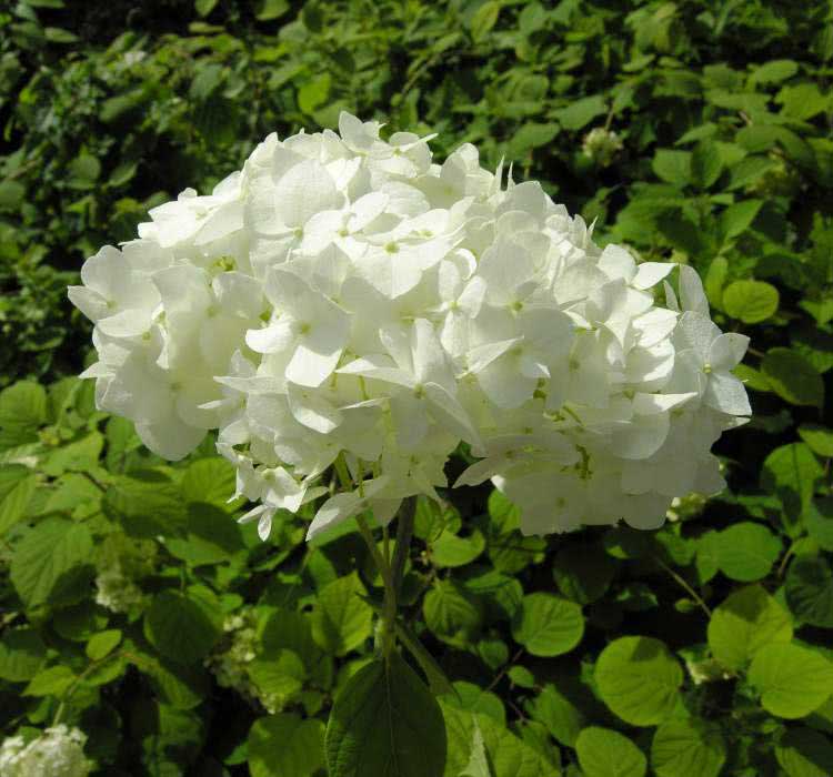 Hortênsia arborescens / hortênsia arbórea Hortênsia arborescens / hortênsia arbórea