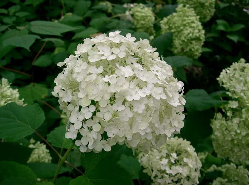 Hortênsia arborescens / hortênsia arbórea Hortênsia arborescens / hortênsia arbórea