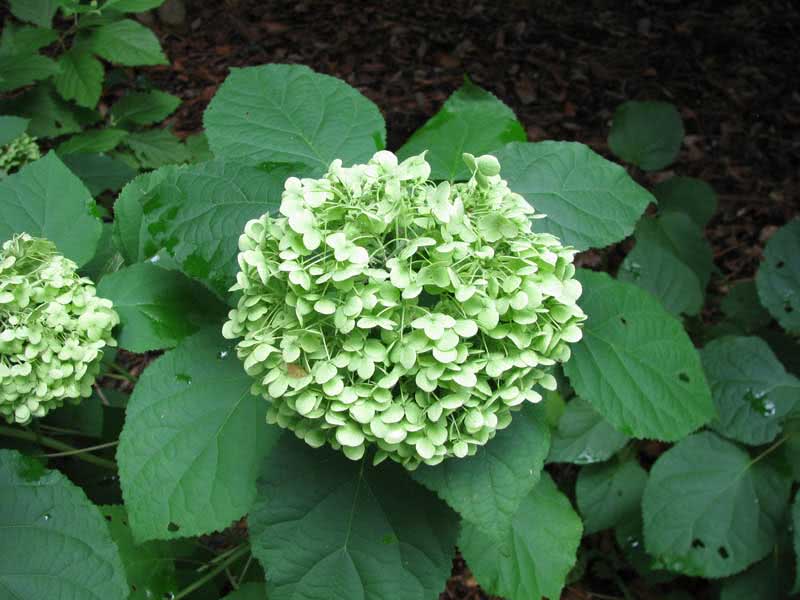 Hortênsia arborescens / hortênsia arbórea Hortênsia arborescens / hortênsia arbórea