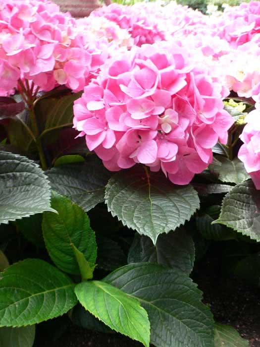 Hortênsia macrophylla / hortênsia de jardim (folhas grandes) Hortênsia macrophylla / hortênsia de jardim (folhas grandes)