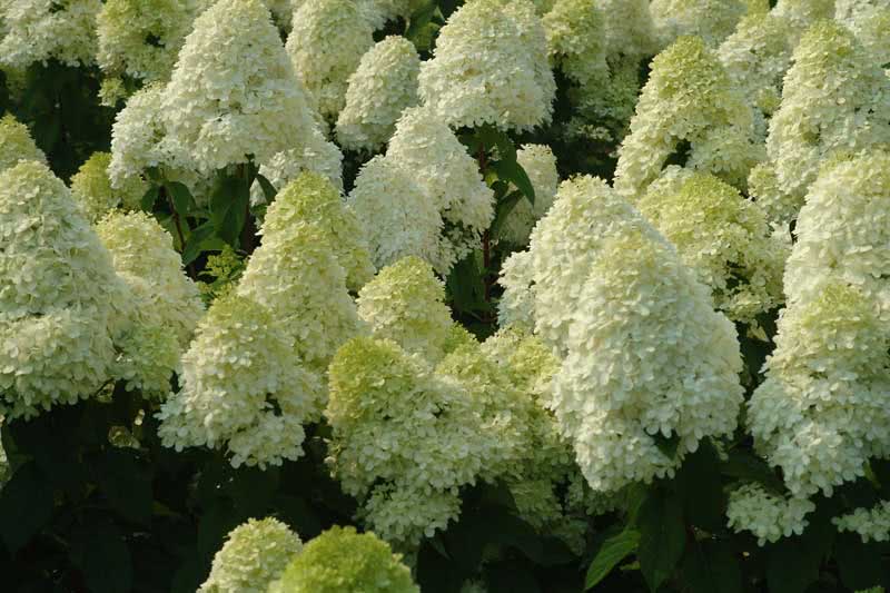 Hortênsia paniculata / panícula hortênsia Hortênsia paniculata / panícula hortênsia