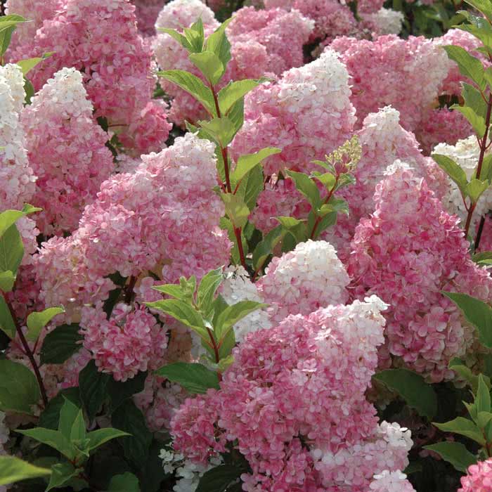 Hortênsia paniculata / panícula hortênsia Hortênsia paniculata / panícula hortênsia