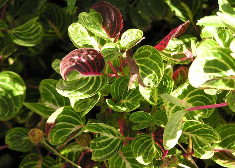 Iresine herbstii / irezine Herbst Iresine herbstii / irezine Herbst