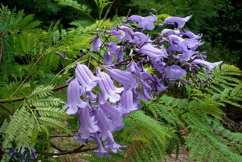 Jacaranda mimosifolia (ovalifolia) / jacaranda mimosoliferous (ovalnolisna)