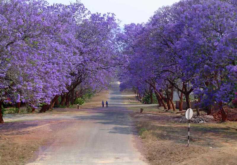 Jacaranda mimosifolia (ovalifolia) / jacaranda mimosoliferous (ovalnolisna)