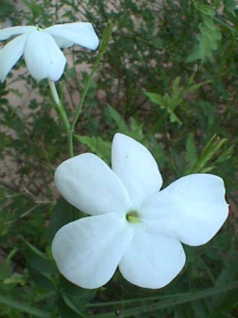 Jasminum grandiflorum / jasmine grandiflorum Jasminum grandiflorum / jasmim grandiflorum