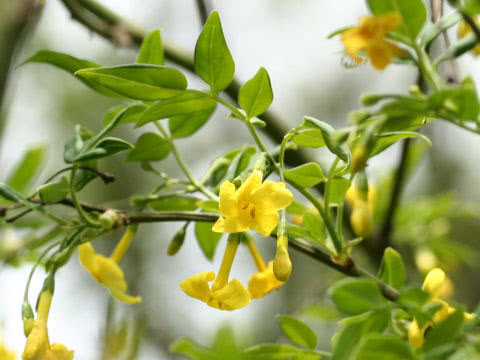 Jasminum humile / jasmine low Jasminum humile / jasmine low