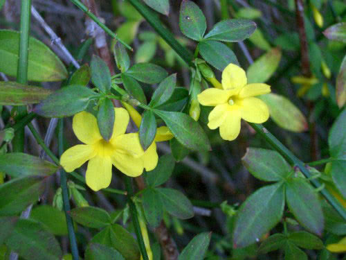 Jasminum nudiflorum / jasmim holoflower Jasminum nudiflorum / jasmim holoflor