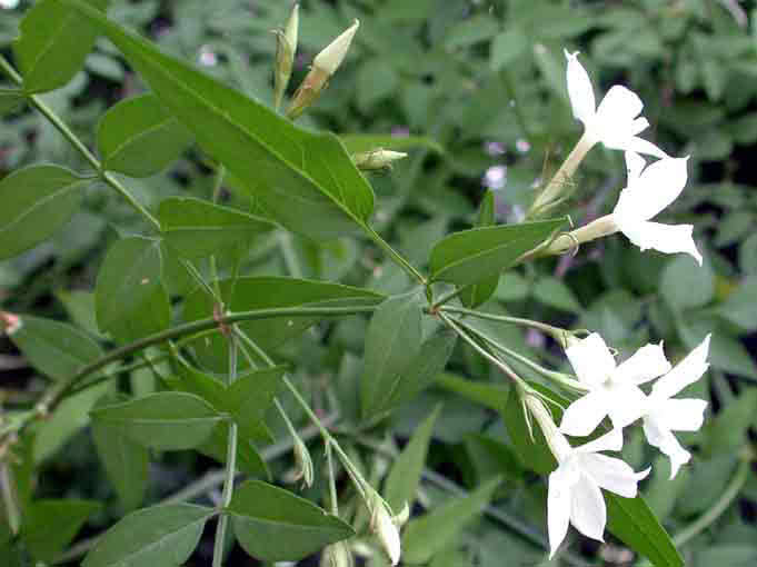 Jasminum officinale / jasmine officinalis Jasminum officinale / jasmim medicinal