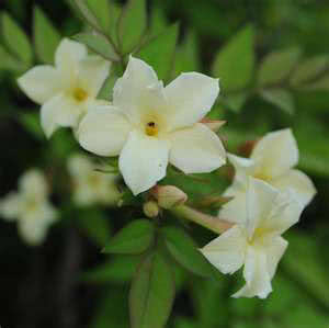 Jasminum officinale / jasmine officinalis Jasminum officinale / jasmim medicinal