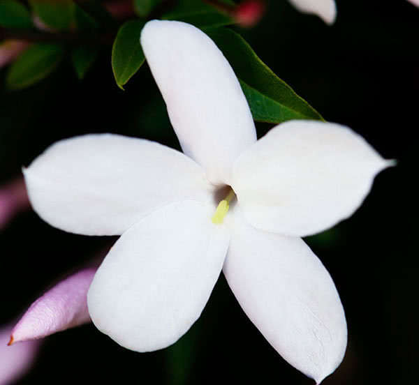 Jasminum polyanthum / jasmim multiflorum Jasminum polyanthum / jasmim multifloroso