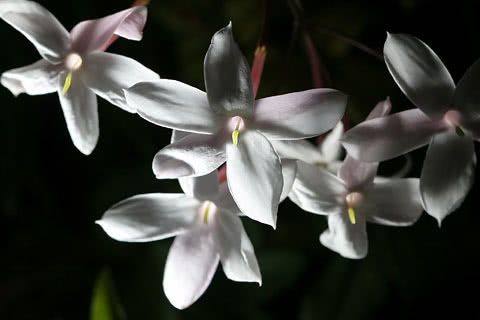 Jasminum polyanthum / jasmim multiflorum Jasminum polyanthum / jasmim multifloroso