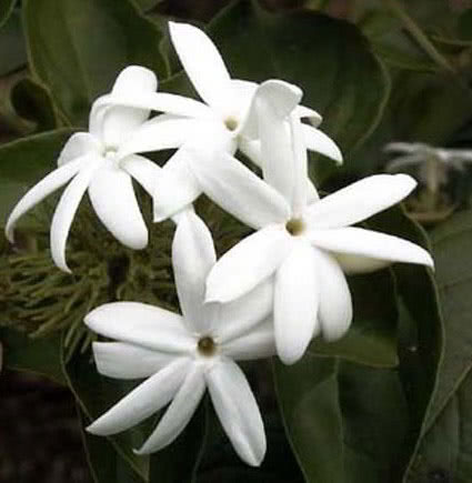 Jasminum sambac / jasmine sambac (árabe) Jasminum sambac / jasmine sambac (Jasmim árabe)
