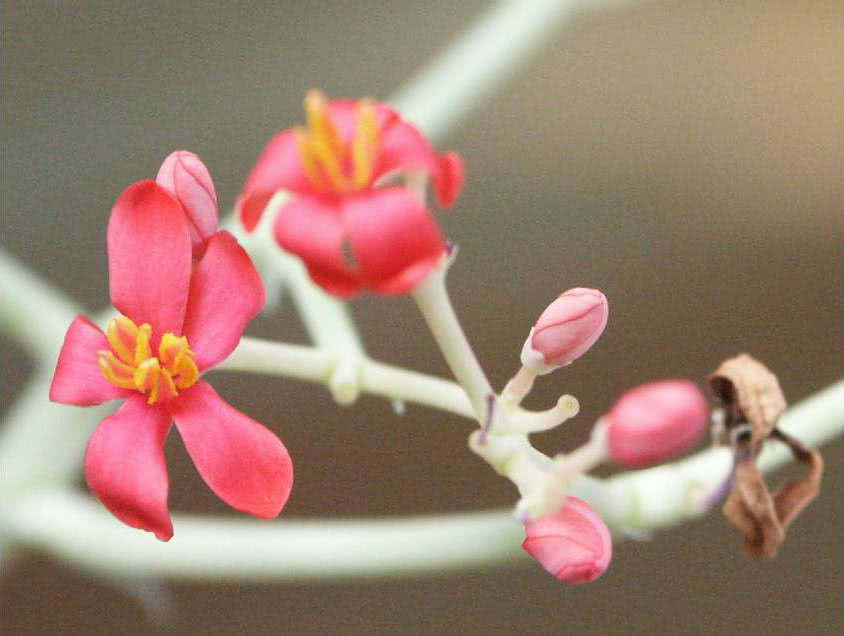 Jatropha berlandieri / Jatropha berlandieri Jatropha berlandieri / Jatropha berlandieri