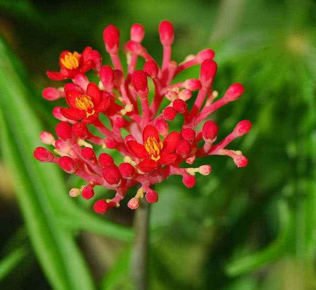 Jatropha multifida / jatropha גזור Jatropha multifida / jatropha גזור