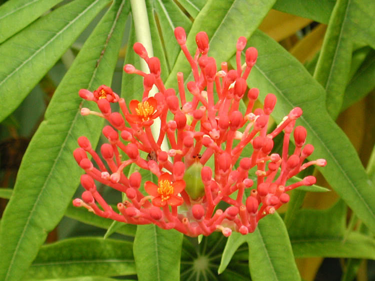 Jatropha multifida / jatropha גזור Jatropha multifida / jatropha גזור
