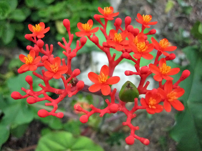 Jatropha podagrica / jatropha gouty Jatropha podagrica / jatropha gouty