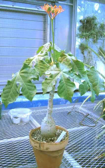 Jatropha podagrica / jatropha gouty Jatropha podagrica / jatropha gouty