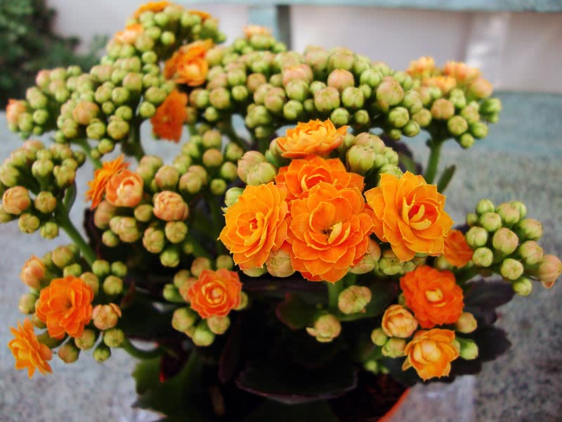 Kalanchoe blossfeldiana / Kalanchoe Blossfeld Kalanchoe blossfeldiana / Kalanchoe Blossfeld