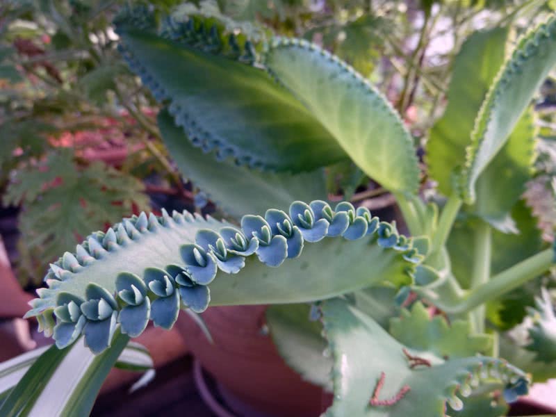 Kalanchoe daigremontiana / Kalanchoe Degremona Kalanchoe daigremontiana / Kalanchoe Degremona