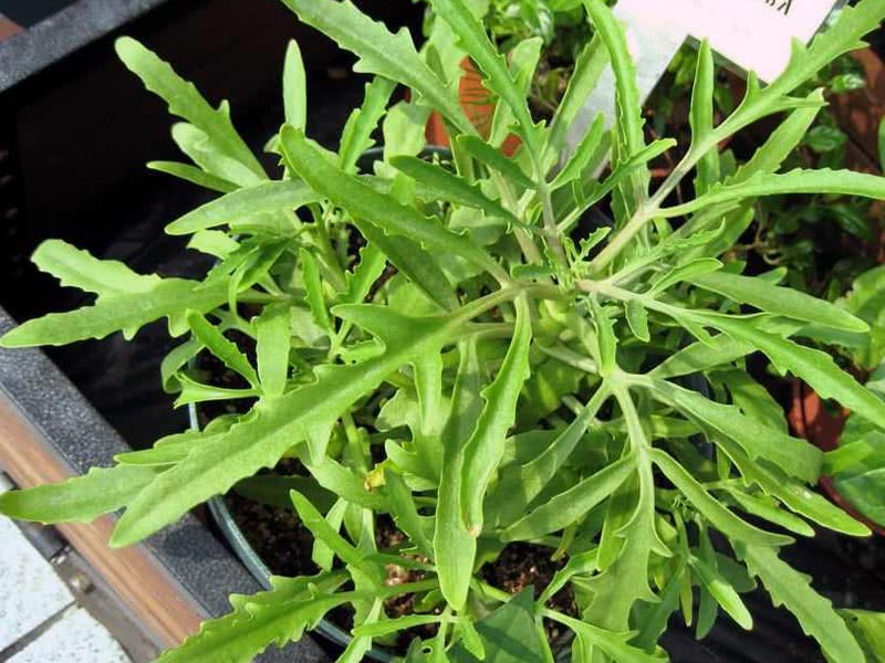 Kalanchoe laciniata / Kalanchoe גזור (אונה) Kalanchoe laciniata / Kalanchoe גזור (אונה)