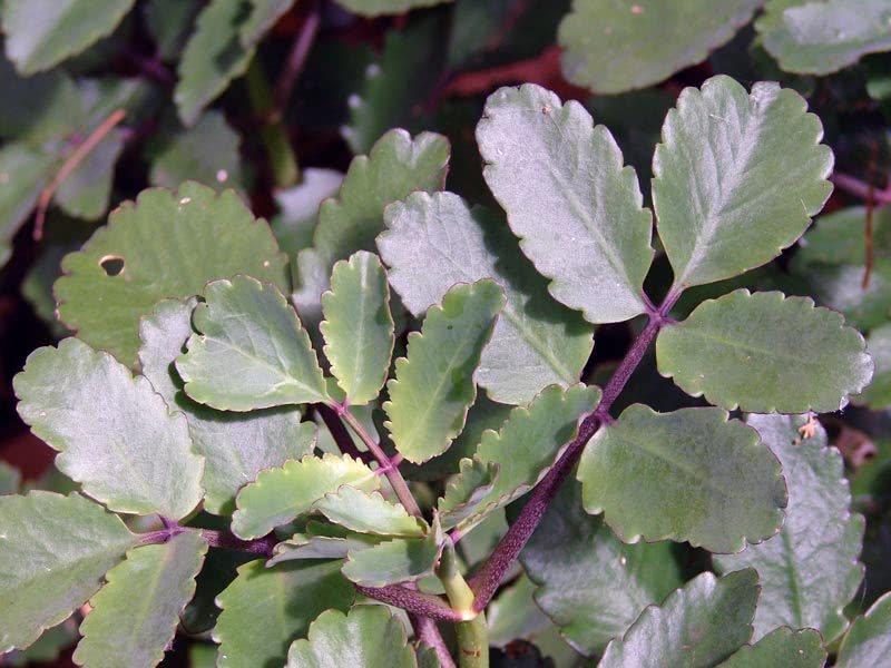 Kalanchoe pinnata / Kalanchoe cirrus קלנצ'ו פינטה / קלנצ'ו פינטה