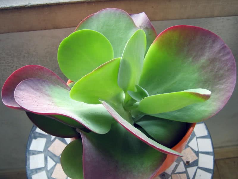 Kalanchoe thyrsiflora / Kalanchoe paniculata Kalanchoe thyrsiflora / Kalanchoe paniculata