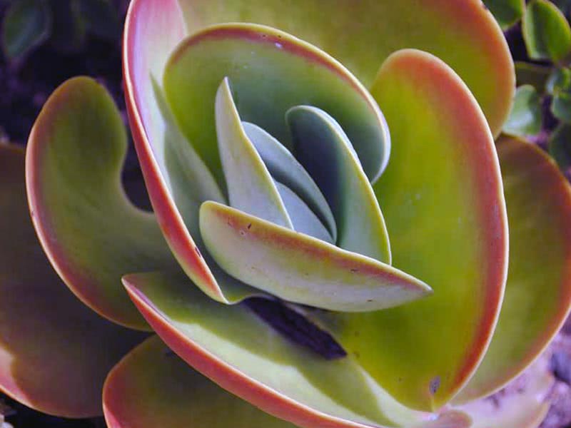Kalanchoe thyrsiflora / Kalanchoe paniculata Kalanchoe thyrsiflora / Kalanchoe paniculata
