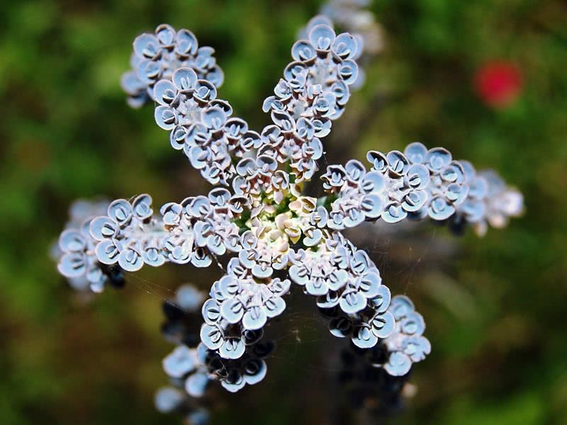 Kalanchoe tubiflora / Kalanchoe tubular Kalanchoe tubiflora / Kalanchoe tubular