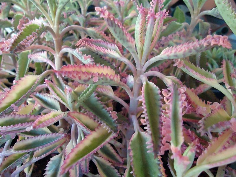 Kalanchoe tubiflora / Kalanchoe tubular Kalanchoe tubiflora / Kalanchoe tubular