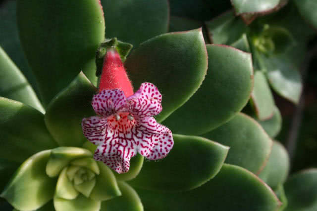 Kohleria amabilis / coleria agradável Kohleria amabilis / coléria agradável