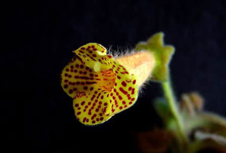 Kohleria bogotensis Kohleria bogotensis