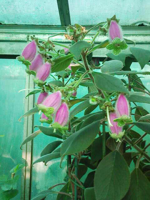 Kohleria digitaliflora / dedaleira coleria Kohleria digitaliflora / dedaleira coleria