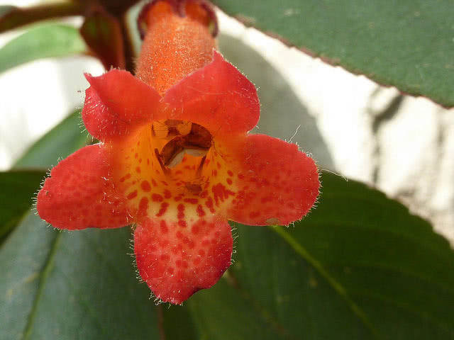 Kohleria eriantha / coleria fofa Kohleria eriantha / coleria fofa