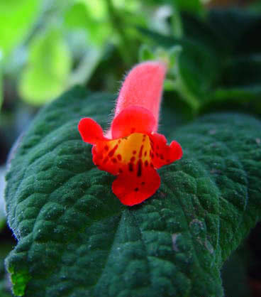 Kohleria hirsuta / coleria peluda Kohleria hirsuta / coleria cabeluda