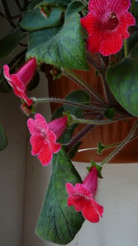 Kohleria hirsuta / coleria peluda Kohleria hirsuta / coleria cabeluda