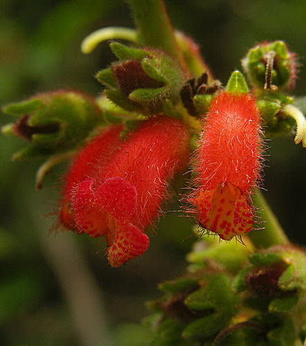 Kohleria spicata / coleria spikelet Kohleria spicata / spikelet