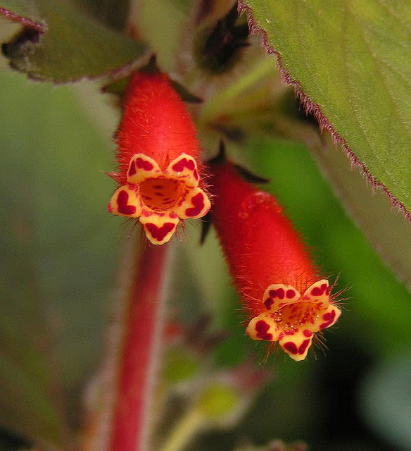 Kohleria tubiflora Kohleria tubiflora / cor tubular