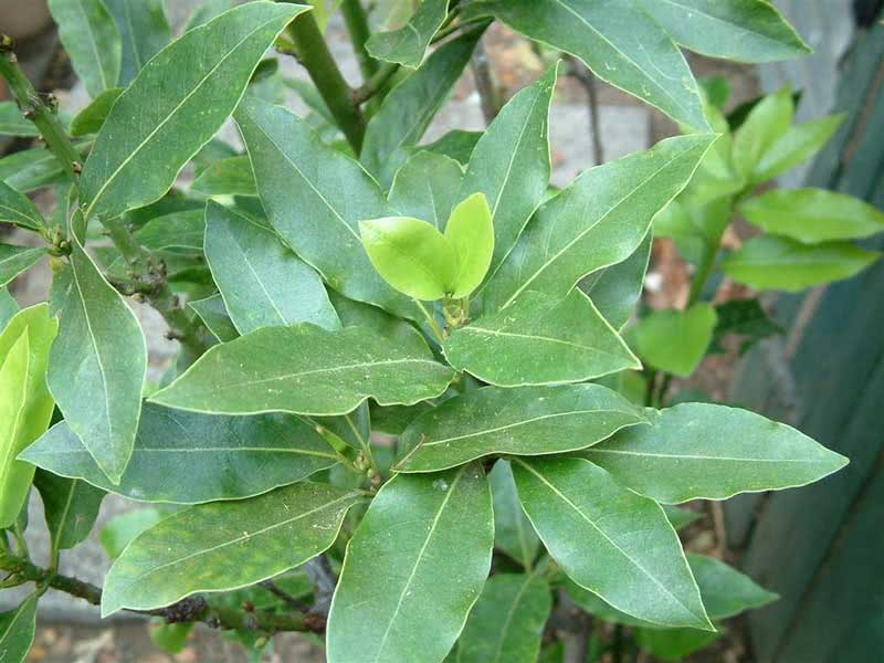 Laurus azorica (canariensis) / Azores (Canary) לורוס אזוריקה (canariensis) / דפנה אזורי (כנרית)