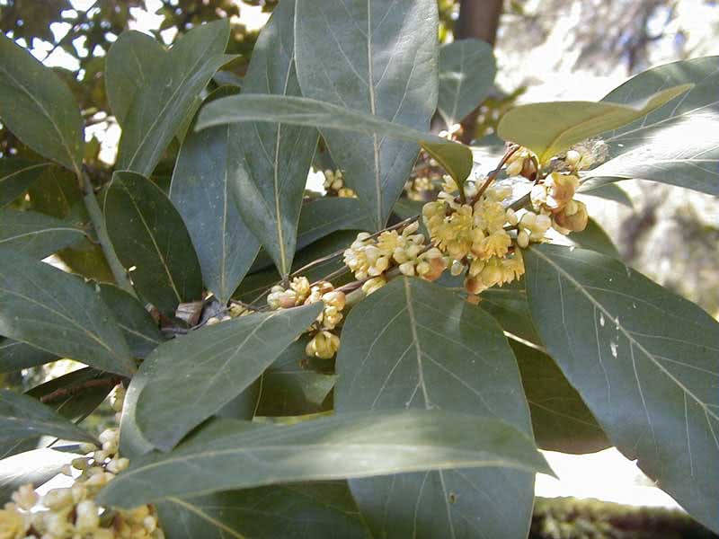 Laurus azorica (canariensis) / Azores (Canary) לורוס אזוריקה (canariensis) / דפנה אזורי (כנרית)