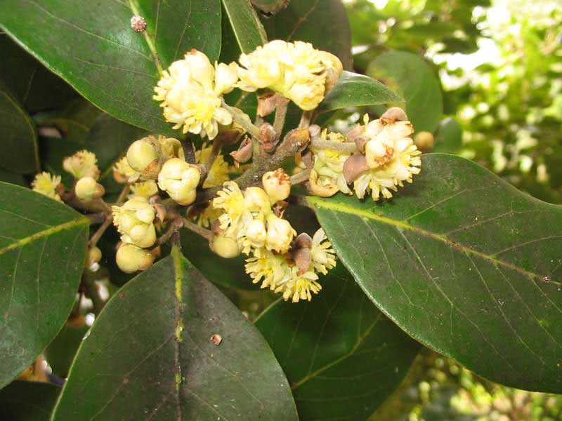 Laurus azorica (canariensis) / Azores (Canary) לורוס אזוריקה (canariensis) / דפנה אזורי (כנרית)