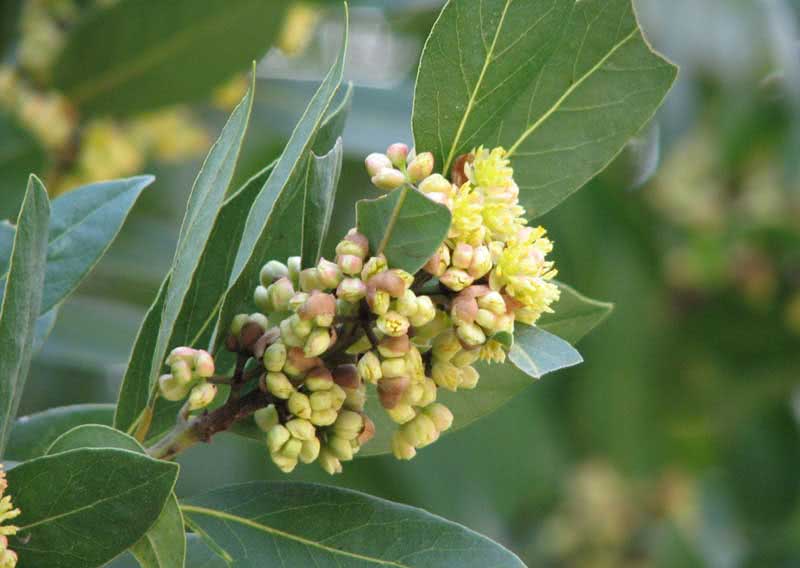 Laurus azorica (canariensis) / Azores (Canary) לורוס אזוריקה (canariensis) / דפנה אזורי (כנרית)